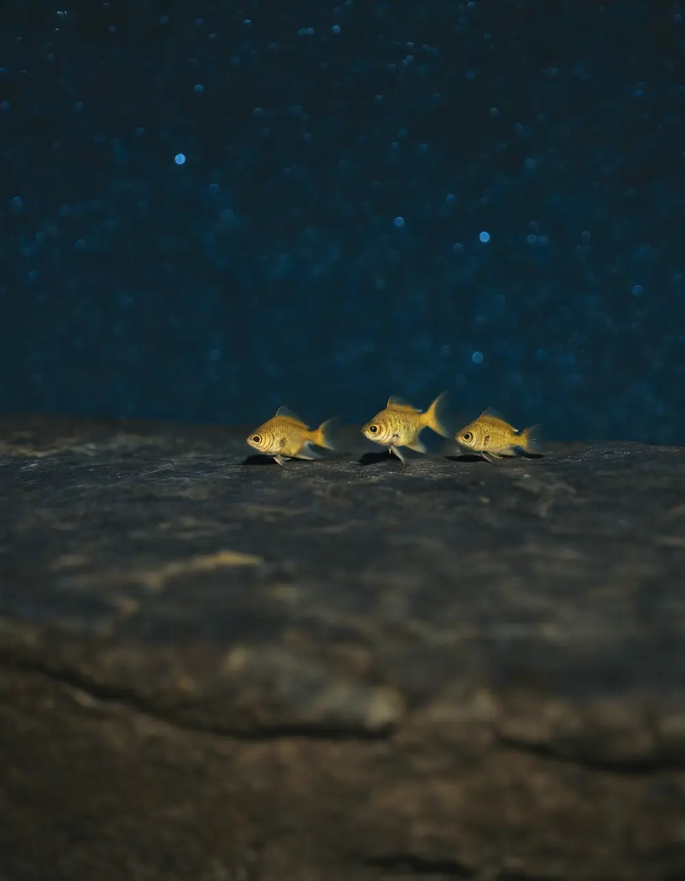 Revati: two fish in dark water on a stone ledge at night